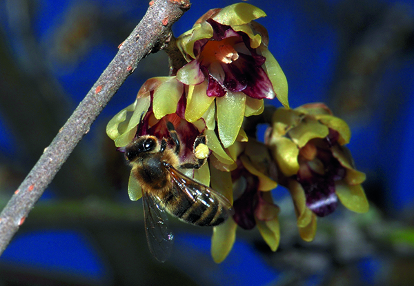Die Chinesische Winterblüte verbreitet von Dezember bis März einen feinen vanilleähnlichen Duft, der auch Honigbienen anlockt. Foto: H. Bahmer